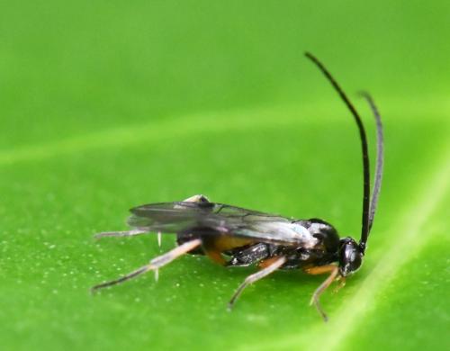 Réf. 273 266 : Microgastrinae inconnu
